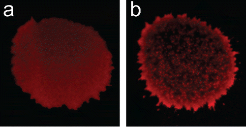 Figure 7. PI droplet assay - fluorescence microscope imaging of droplets after 20 s of incubation for collection of (a) non-bioaerosols and (b) dead E. coli bioaerosols.