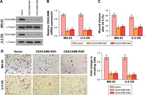 Figure 3 Knockdown of CEACAM6 inhibits osteosarcoma cell migration and invasion.