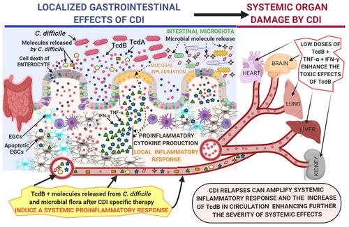 Figure 2 Proposed mechanism by which C. difficile toxins, in particular TcdB, enter the circulation and cause toxic effects enhanced by the systemic proinflammatory cytokines TNF-α and IFN-γ on various systemic organs in severe CDI.