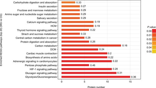 Figure 7 Top 20 enriched KEGG pathways of significantly differentially expressed proteins between the MG and CG groups.