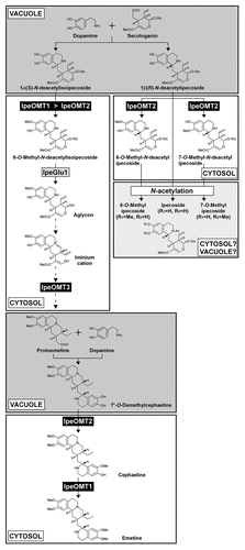 Figure 1 Schematic representation of the Ipecac alkaloid biosynthetic pathway. Major reactions catalyzed by IpeOMT1, IpeOMT2, IpeOMT3 and IpeGlu1, and the probable subcellular compartments where each reaction is performed are shown. Dopamine is synthesized in cytosol and accumulated in the vacuole.Citation18,Citation19 In comparison, strictosidine, an intermediate for terpenoid-indole alkaloid biosynthesis formed by condensation of tryptamine and secologanin, is synthesized and stored in the vacuole.Citation20,Citation21 Thus, the condensation reactions of dopamine and secologanin and of dopamine and protoemetine are likely to be performed in the vacuole. Subcellular compartments of the produced Ipecac alkaloids, such as emetine, cephaeline, ipecoside and its methyl derivatives, have not yet been elucidated. See refs. Citation4 and Citation5 for spontaneous reactions leading from 6-O-methyl-N-deacetylisoipecoside aglycon to the iminium cation and the branched Ipecac alkaloid biosynthetic pathway, respectively.