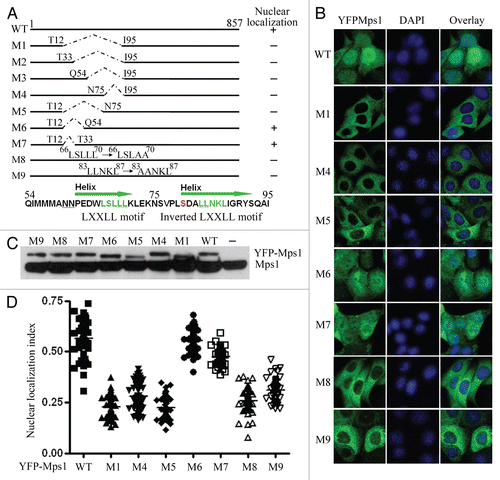 Figure 2 Determining the requirement of Mps1 nuclear entry. (A) Schematic map of Mps1 mutants. The sequence elements that are responsible for Mps1 nuclear localization include two LXXLL motifs. (B) Representative images of YFP-tagged wild-type Mps1 and Mps1 mutants after incubation with 9 µM RO-3306 for 19 h. Nuclei were identified by DAPI staining. (C) Immunoblot analysis of the expression of ecotopically expressed YFP-tagged wild-type and mutant Mps1 along with the endogenous Mps1 using an anti-Mps1 (Millipore) raised against the N terminus of Mps1. (D) Quantification of Mps1 nuclear translocation upon RO-3306 treatment. About 50–70 cells for each Mps1 mutant were counted and quantified using the scheme described in Figure S1.