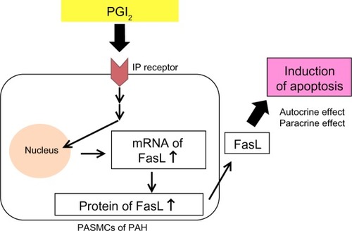 Figure 1 PGI2 induces apoptosis via upregulation of Fas ligand (FasL) in pulmonary artery smooth muscle cells (PASMCs) from patients with pulmonary arterial hypertension (PAH).