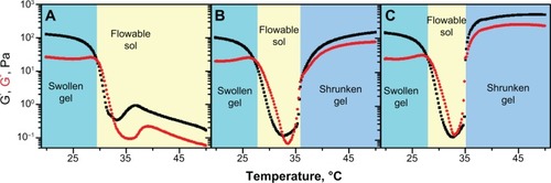 Figure 2 The dynamic viscoelastic comparison of the mixture of PIB nanogels with B-MBG.Notes: (A) 8.0 wt% PIB nanogels dispersion; (B) the mixture of PIB nanogels with B-MBG, the concentration of PIB nanogels and B-MBG was 5.0 wt% and 6.0 wt%; (C) the mixture of PIB nanogels with B-MBG, the concentration of PIB nanogels and B-MBG was 5.0 wt% and 10.0 wt%.Abbreviations: PIB, p(N-isopropylacrylamide-co-butyl methylacrylate); B-MBG, boron-containing mesoporous bioactive glass; wt, weight.