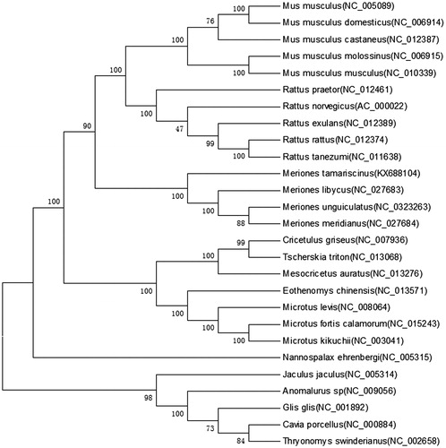 Figure 1. A maximum-likelihood tree of M. tamariscinus and 26 rodents inferred from 12 mitochondrial genes in H-strand. Percentage bootstrap values are shown on interior branches with 1000 replicates for the ML method. GenBank accession numbers are indicated in brackets.