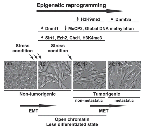 Figure 8 Epigenetic reprogramming associated with sustained stress conditions during melanocyte malignant transformation. We hypothesize that during malignant progression associated with sustained stress, an opened chromatin state occurs, allowing cells to undergo changes in gene expression. We can also observe features that are inherent of pluripotent cells such as the presence of H3K4me3 and H3K27me3 marks and increased expression of SIRT1 and Chd1. This indicates that, after sustained stress, normally differentiated cells acquire a less differentiated state in intermediate stages of progression (4C pre-malignant melanocytes and non-metastatic 4C11− melanoma cell line). Other epigenetic changes subsequently occur providing a more aggressive phenotype (4C11+ cell lineage). EMT: Epithelial to Mesenchymal Transition; MET: Mesenchymal to Epithelial Transition.