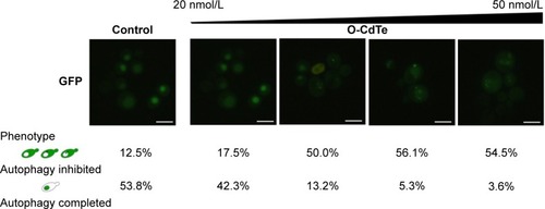 Figure 4 Dose-dependent effects of O-CdTe QDs on autophagy in yeast.Notes: Cells transformed with a plasmid encoding GFP-Atg8 were treated with 20 nmol/L, 30 nmol/L, 40 nmol/L, and 50 nmol/L O-CdTe QDs for 16 hours. More than 50 cells were counted and classified into certain phenotypes. Scale bar: 5 µm.Abbreviation: O-CdTe QDs, orange-emitting cadmium telluride quantum dots.