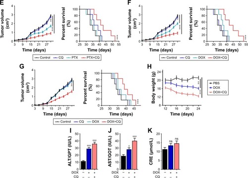 Figure 3 CQ combined with chemotherapeutic drugs inhibited the tumor growth in ovarian cancer mice model along with organ damage.Notes: (A) Tumor volume of nude mice model bearing A2780 cells treated with PBS, CQ (5 mg/kg), DDP (6 mg/kg) or DDP (6 mg/kg) combining with CQ (5 mg/kg) were measured (n=6) (left). Survival time of nude mice model bearing A2780 cells treated with PBS, CQ (5 mg/kg), DDP (6 mg/kg) or DDP (6 mg/kg) combining with CQ (5 mg/kg) in each group (n=6) (right). (B) Tumor volume of nude mice model bearing A2780 cells treated with PBS, CQ (5 mg/kg), PTX (15 mg/kg) or PTX (15 mg/kg) combining with CQ (5 mg/kg) were measured (n=6) (left). Survival time of nude mice model bearing A2780 cells treated with PBS, CQ (5 mg/kg), PTX (15 mg/kg) or PTX/PP (15 mg/kg) combining with CQ (5 mg/kg) in each group (n=6) (right). (C) Tumor volume of nude mice model bearing A2780 cells treated with PBS, CQ (5 mg/kg), DOX (5 mg/kg) or DOX (DOX 5 mg/kg) combining with CQ (5 mg/kg) were measured (n=6) (left). Survival time of nude mice model bearing A2780 cells treated with PBS, CQ (5 mg/kg), DOX (5 mg/kg) or DOX (5 mg/kg) combining with CQ (5 mg/kg) in each group (n=6) (right). (D) Tumor volume of mice model bearing SKOV3 cells treated with PBS, CQ (5 mg/kg), DDP (6 mg/kg) or DDP (6 mg/kg) combining with CQ (5 mg/kg) were measured (n=6) (left). Survival time of mice model bearing A2780 cells treated with PBS, CQ (5 mg/kg), DDP (6 mg/kg) or DDP (5 mg/kg) combining with CQ (5 mg/kg) in each group (n=6) (right). (E) Tumor volume of nude mice model bearing SKOV3 cells treated with PBS, CQ (5 mg/kg), PTX (15 mg/kg) or PTX (15 mg/kg) combining with CQ (5 mg/kg) were measured (n=6) (left). Survival time of nude mice model bearing A2780 cells treated with PBS, CQ (5 mg/kg), PTX (15 mg/kg) or PTX (15 mg/kg) combining with CQ (5 mg/kg) in each group (n=6) (right). (F) Tumor volume of nude mice model bearing SKOV3 cells treated with PBS, CQ (5 mg/kg), DOX (5 mg/kg) or DOX (5 mg/kg) combining with CQ (5 mg/kg) were measured (n=6) (left). Survival time of nude mice model bearing A2780 cells treated with PBS, CQ (5 mg/kg), DOX (5 mg/kg) or DOX (5 mg/kg) combining with CQ (5 mg/kg) in each group (n=6) (right). (G) Tumor volume of nude mice model bearing A2780/DOXR cells treated with PBS, CQ (5 mg/kg), DOX (5 mg/kg) or DOX (5 mg/kg) combining with CQ (5 mg/kg) were measured (n=6) (left). Survival time of nude mice model bearing A2780 cells treated with PBS, CQ (5 mg/kg), DOX (5 mg/kg) or DOX (5 mg/kg) combining with CQ (5 mg/kg) in each group (n=6) (right). (H) The body weight of C57 mice was measured in control, DOX and DOX-CQ groups (n=6). (I) The levels of alanine aminotransferase/glutamic-pyruvic transaminase (ALT/GPT) were detected in C57 mice received DOX (5 mg/kg) with or without CQ (5 mg/kg) (n=6). (J) The levels of aspartate aminotransferase/glutamic oxalacetic transaminase (AST/GOT) were detected in C57 mice received DOX (5 mg/kg) with or without CQ (5 mg/kg). (K) The concentrations of CRE were detected in C57 mice received DOX (5 mg/kg) with or without CQ (5 mg/kg). PP was short for MPEG-PLA. *P<0.05; **P<0.01; ***P<0.001.Abbreviations: CRE, creatinine; CQ, chloroquine; DOX, doxorubicin; ns, no significant difference; PTX, paclitaxel.