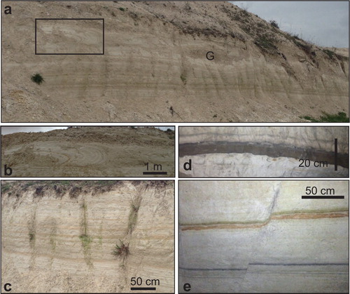 Figure 1. San Nicandro Fm. at Castelnuovo village. (a) calcareous silts of the San Nicandro Fm. with interlayered lenses of gravel (G); the black square refers to the area showed in figure b; (b) slumping sedimentary structure within the San Nicandro Fm.; (c) detail of the rhythmic alternation of the calcareous silts and silty sand of the San Nicandro Fm.; (d) detail of the blackish tephra horizon; (e) laminated whitish calcareous silts of the San Nicandro Fm. with reddish and blackish clayey-silts and silty sand layers cut by NW-SE oriented normal faults.