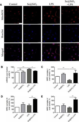 Figure 3 Porous Se@SiO2 NPs maintained mitochondrial ROS-scavenging activity in LPS-induced human AECs. (A) Representative confocal images showing the effect of Se@SiO2 NPs on LPS-induced mitochondria-specific ROS in Beas-2B cells; the mitochondrial ROS was stained with MitoSOX™ Red probe, displayed in red, and the nucleus was stained with Hoechst dye, displayed in blue. All the images were caught at the same magnifications. The scale bar represents 50 μm. (B) Quantification of mitochondrial ROS level by a microplate reader. (C–E) The effect of LPS and Se@SiO2 NPs on the activity of mitochondrial respiratory chain (MRC) complexes I (C), III (D) and V (E) in Beas-2B cells. NP concentration = 10 μg/mL, LPS = 10 ng/mL. *p < 0.05, **p < 0.01.