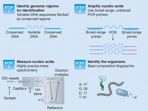 Figure 1. Identification and genotyping of microbes by PCR/ESI/mass spectrometry.ESI: Electrospray ionization.