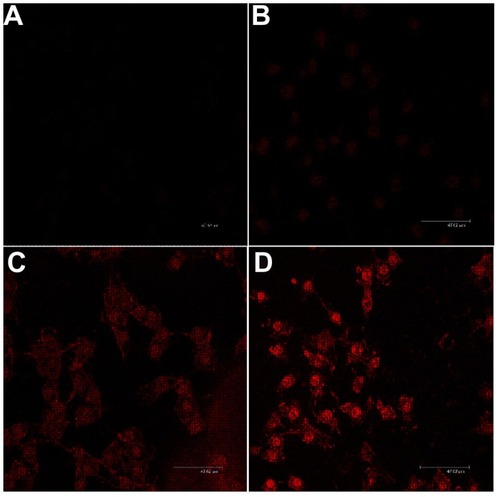 Figure 8 Confocal microscopic images of cellular uptake cocultured with doxorubicin-loaded micelles. The composition of mPEG–PCL-g–PEI copolymer was 5000-2000-2000. (A) Free doxorubicin, 1 hour, (B) free doxorubicin, 4 hours, (C) doxorubicin-loaded micelles, 1 hour, and (D) doxorubicin-loaded micelles, 4 hours.Note: The scale bar in images is 47.62 μm.Abbreviations: PEG, polyethylene glycol; PCL, poly ɛ-caprolactone; PEI, polyethylenimine.