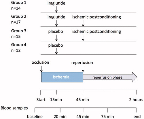 Figure 1. Study design with four groups assigned to different treatments, as well as timing of blood sampling during the experiment.