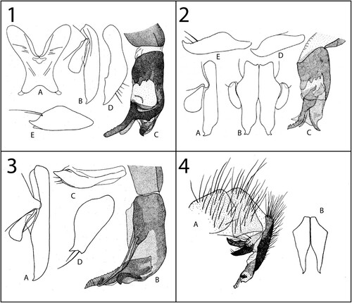 Figures 1–4. Genitalia. 1, Beziella (Bantumyia) erecta (Engel, Citation1925): A, S5, ventral view; B, cercus and surstylus, lateral view; C, distiphallus, lateral view; D, pregonite, lateral view; E, postgonite, lateral view (after Lehrer, Citation2003b, p. 84, fig. 27). 2, Beziella (Bantumyia) galaniella (Lehrer, 2009): A, cercus and surstylus, lateral view; B, cerci and surstyli, dorsal view; C, distiphallus, lateral view; D, pregonite, lateral view; E, postgonite, lateral view (after Lehrer Citation2009a, p. 3, fig. 2). 3, Beziella (Batissophalla) batissa (Curran, Citation1934): A, cerci and surstyli, lateral view; B, distiphallus, lateral view; C, pregonite, lateral view; D, postgonite, lateral view (after Lehrer Citation2009a, p. 115, fig. 57). 4, Beziella (s. str.) batissoides (Zumpt, Citation1972): A, postabdomen, lateral view; B, cerci, dorsal view (after Zumpt Citation1972, p. 123, fig. 64).