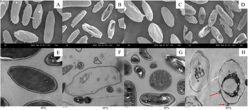 Figure 2. SEM and TEM micrographs of Fon conidia treated with the CFS from B. amyloliquefaciens LZN01: (A) 50% CFS from LB medium at 72 h (SEM), (B) 50% CFS from B. amyloliquefaciens LZN01 at 72 h (SEM), (C) 75% CFS from LB medium at 72 h (SEM), (D) 75% CFS from B. amyloliquefaciens LZN01 at 72 h (SEM), (E) 50% CFS from LB medium at 72 h (TEM), (F) 50% CFS from B. amyloliquefaciens LZN01 at 72 h (TEM), (G) 75% CFS from LB medium at 72 h (TEM), (H) 75% CFS from B. amyloliquefaciens LZN01 at 72 h (TEM).