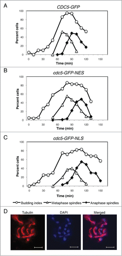 Figure 5. Release of Cdc5 from the nucleus in anaphase is important for timely mitotic exit. Cell cycle progression of CDC5-GFP (VB467) (A), cdc5-GFP-NES (VB468) (B), and CDC5-GFP-NLS (VB543) (C) were analyzed after G1 release at 25°C. Cell cycle progression was judged by the budding index and by the length of mitotic spindle immunostained by anti-alpha tubulin antibody. (D) A representative image of tubulin and DAPI staining at the time point 100 min of (A) is shown. Scale bar: 5 μm.