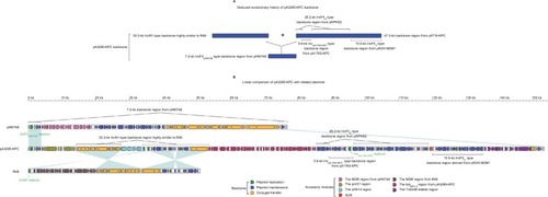 Figure 2 Modular structure of pA3295-KPC.Notes: Shown are deduced evolutionary history of plasmid backbone (A) and linear comparison of sequenced plasmids (B). Genes are denoted by arrows. Genes, mobile elements, and other features are colored based on function classification. Shading denotes regions of homology (>95% nucleotide identity).Abbreviation: MDR, multidrug resistance.