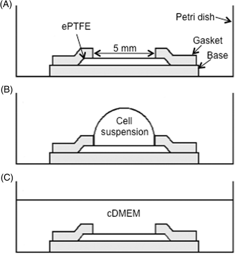 Figure 1 Sketch of the cell seeding process (side view). (A) The 5 mm × 5 mm ePTFE sheet was held in place by a silicone holder's base and gasket (shaded in the diagram) in a standard Petri dish for tissue culture. (B) Cell suspension was pipetted onto the ePTFE sheet. (C) 2.5 mL of cDMEM was added to the dish. Drawings not to scale.