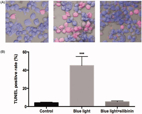 Figure 3. The protective effect of silibinin on blue light induced apoptosis in RGCs. (A) Representative images of TUNEL-positive cells (red) and total cells (blue). (B) Quantification of TUNEL positive cells, presented as percentages of total cells. The bars indicate the SD; n = 6, in terms of independent wells; **p < .001.