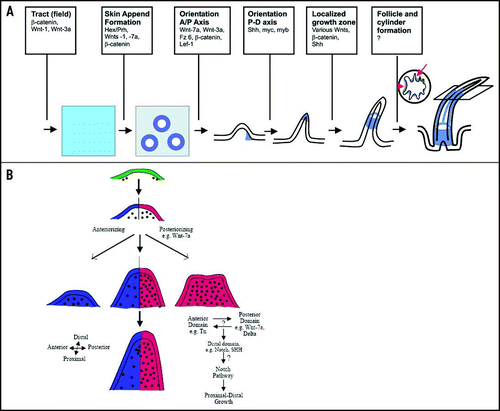 Figure 3 Involvement of Wnt signaling in the embryonic development of skin appendage organs. (A) The involvement of Wnt signaling molecules in the steps of feather development are shown. Proliferative cells are indicated in gray. The darker shades of gray indicate areas with higher proliferation. The plane on the right most feather indicates the site at which the adjacent cross section was taken to show barb ridge (arrow) and rachis (arrowhead) formation. AP-axis: anterior-posterior axis; PD-axis: proximal-distal axis. (B) Molecular asymmetries establish axis determination. The juxtaposition of anterior and posterior compartments form a bud growth zone which enables feather follicles to elongate. Markers of anterior and posterior regions are indicated. (A) is modified (from 47). (B) is modified from (ref. Citation89).