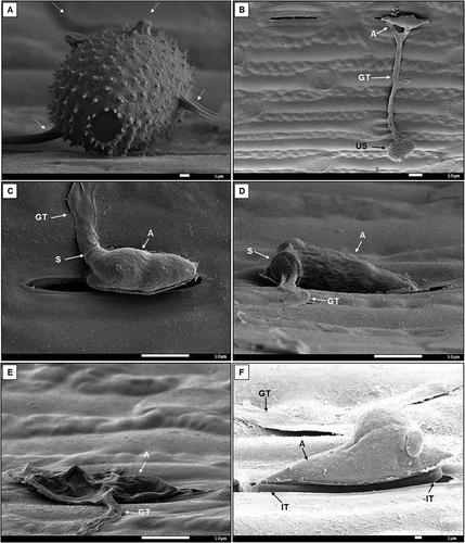 Fig. 2 Scanning electron micrographs of Puccinia graminis f. sp. tritici pathotype UVPgt62 24 or 48 hpi on flag leaf sheaths of (a and d) Coorong, (b, c and e) Satu and (f) Kiewiet, respectively. (a) A germinating urediniospore (24 hpi), (b) formation of a germtube (GT) (24 hpi), (c) formation of an appressorium (A) on top of a stoma (24 hpi), (d) the abstriction from the germtube by a septum (S) (24 hpi), (e) a collapsed appressorium (48 hpi) and (f) the interconnective tube (IT) (24 hpi)