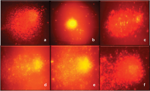 Figure 2. Comets observed in the DNA oxidative damage protection assay. (a) control + (b) control – H2O2, (c) H2O2 + methanolic extract, (d) H2O2 + H8 fraction, (e) H2O2 + H25 fraction, and (f) H2O2 + fraction H 27.