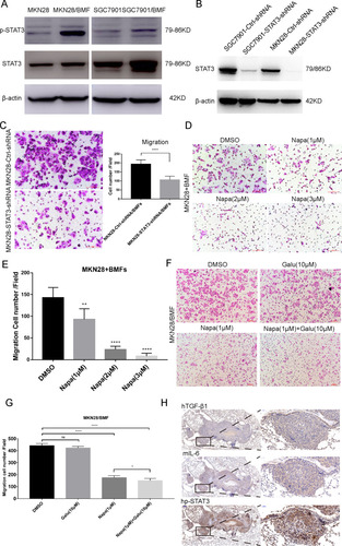 Figure 5 mIL-6/STAT3 and hTGF-β1 mediated the interaction between gastric cancer cells and BMFs to promote metastasis. (A) MKN28 and SGC7901 cells co-cultured with BMFs for 24 h. Western blot was used to detect the protein expression of STAT3 and p-STAT3 (Tyr705). (B) Western blot was conducted to verify the relative expression of STAT3 in MKN28 and SGC7901 transfected with shRNAs targeting STAT3. (C) MKN28-Ctrl-shRNA and MKN28-STAT3-shRNA stable cells were co-cultured with BMFs in a Transwell chamber for 24 h. The data are expressed as means ± SD of three independent experiments. ****P<0.0001 (Student’s t-test). Representative photos are shown. (D, E) The effect of STAT3 inhibitor, Napabucacin on BMFs-induced MKN28 cell migration was evaluated using the Transwell migration assay 24 h after the seeding. MKN28 cells were cultured with BMFs in the absence or presence of different concentrations of Napabucacin. **P < 0.01, ****P<0.0001 (Student’s t-test) Representative photos are shown above. (F, G) The effect of the combination of Napabucacin and Galunisertib on BMF-induced MKN28 cell migration was evaluated with the Transwell migration assay 24 h after the seeding. MKN28 cells were co-cultured with BMFs in the absence or presence of different concentrations of Napabucacin and Galunisertib. *P < 0.05, ****P<0.0001 (Student’s t-test) Representative photos are shown above. (H) Serial sections of lung metastases in mice were stained with anti-human TGF-β1 antibody, anti-mouse IL-6 antibody and anti-human p-STAT3 antibody. Representative photos are shown above.