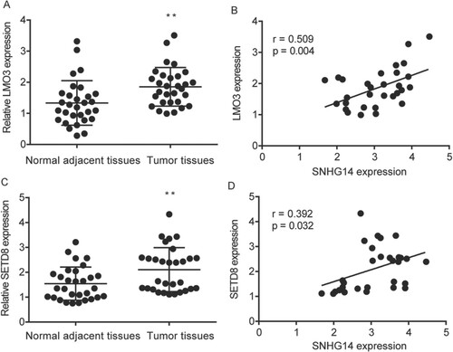 Figure 6. SNHG14 regulated SETD8 and LMO3 mRNA level in NSCLC tissues. LMO3 was significantly higher in NSCLC tissues than in the adjacent normal tissues (A), which was correlated with SNHG14 in NSCLC tissue (B). Meanwhile, SETD8 was significantly higher in NSCLC tissues than in the adjacent normal tissues (C), which was correlated with SNHG14 in NSCLC tissues (D). **p < 0.01.