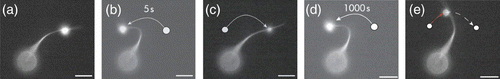 Figure 12. Actin bundles formed by α-actinin are time-dependent mechanically stabilized in their deformed position due to rearrangements of the dynamic cross-linker within the bundled structure (scale bar 5 μm). For a deformation time of 5 s, the bundle relaxes to its original position since the time is not sufficient for considerable rearrangements while for a 1000 s deformation, the bundle is observably stabilized in the deformed state Citation128.