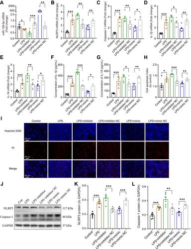 Figure 5 Effect miR-138-5p on LPS-induced inflammatory response in RM microglial cells. The qRT-PCR result of (A) miR-138-5p, (B) NLRP3, (C) caspase-1, (D) IL-1β, and (E) IL-18 mRNA expression in LPS-treated RM microglial cells after pretreatment with miR-138-5p inhibitor or mimic. (F–G) ELISA result of IL-1β and IL-18 protein expression after pretreatment with miR-138-5p inhibitor or mimic in LPS-treated RM microglial cells. (H–I) Hoechst 33342/PI dual staining assays and counted of cell apoptosis in LPS-treated RM microglial cells after pretreatment with miR-138-5p inhibitor or mimic. (J) Representative Western blot bands and densitometric analysis of (K) NLRP3 and (L) caspase-1 after pretreatment with miR-138-5p inhibitor or mimic in LPS-treated RM microglial cells. Data were presented as mean ± SEM. n = 6 per group. *p < 0.05, **p < 0.01, ***p < 0.001.