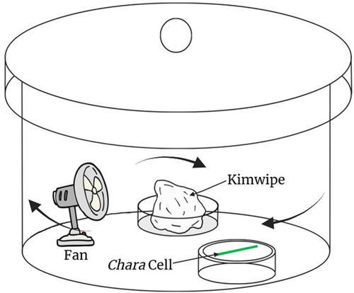 Figure 2. The set-up for anesthetizing cells. Chara internodal cells were placed inside a 9.8 × 10−3 m3 glass vacuum chamber on a disk of filter paper dampened with APW which was placed on the top of the top half of a glass Petri dish. The appropriate amount of chloroform was sprayed with a glass syringe onto the surface of a Kimwipe placed in the bottom half of a glass Petri dish on the opposite side of the vacuum chamber. A small rechargeable fan (Treva) was turned on to speed the volatilization and distribution of the vaporized chloroform in the chamber.