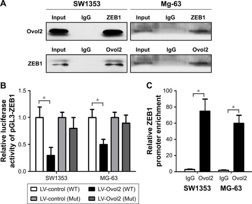 Figure 4 Ovol2 induces MET through direct transcriptional repression of ZEB1 in OS cells.