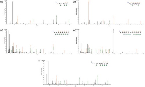 Figure 7. (a) MS/MS spectrum of the peptide IRIPIL. (b) MS/MS spectrum of the peptide FLKPMT. (c) MS/MS spectrum of the peptide NSKNFPTL. (d) MS/MS spectrum of the peptide LIGRPIIY. (e) MS/MS spectrum of the peptide FNDILRRGQLL.Figura 7. (a) Espectro MS/MS del péptido IRIPIL. (b) Espectro MS/MS del péptido FLKPMT. (c) Espectro MS/MS del péptido NSKNFPTL. (d) Espectro MS/MS del péptido LIGRPIIY. (e) Espectro MS/MS del péptido FNDILRRGQLL