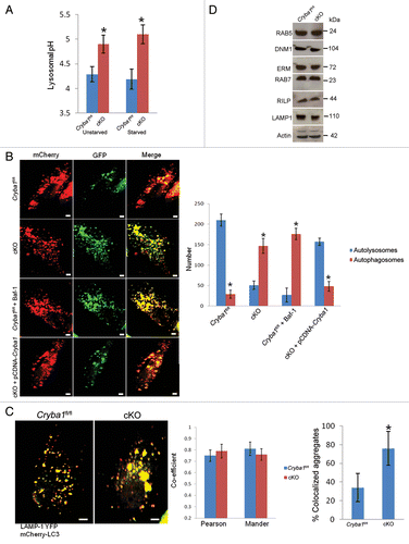 Figure 6. Loss of Cryba1 affects lysosome-mediated autophagic clearance in RPE. (A) Lysosomal pH was increased in RPE/choroid preparations from cKO relative to Cryba1fl/fl mice, with or without starvation-induced autophagy. (B) Single-frame images from live-cell imaging to visualize autophagosomes as yellow puncta (since both fluorophores fluoresce at cytoplasmic pH) and autolysosomes as red puncta (because GFP is quenched by the low pH of lysosomes) using the pH-sensitive reporter mcherry-GFP-LC3. In Cryba1fl/fl, most puncta were red indicating the fusion of autophagosome with lysosome, as expected. In cKO, most puncta were yellow suggesting that either fusion is inhibited or that fusion occurs but endolysosomal pH is too high to quench GFP fluorescence. The pattern seen in the cKO cells is similar to that seen in Cryba1fl/fl cells treated with bafilomycin A1 (Baf-1). Overexpression of CRYBA1 in the cKO cells (bottom panels) rescued the phenotype to that of Cryba1fl/fl. The numbers of autophagosomes and autolysosomes were quantified from at least 50 images per group per experiment. The histogram gives number of autophagosomes and autolysosomes for each of the 4 cells depicted. Bar: 20 μm. (C) Cryba1fl/fl and cKO cells transfected with both mCherry-LC3 to label autophagosomes and LAMP1-YFP to label lysosomes. Yellow fluorescence indicates fusion of the autophagosome and the lysosome. The extent of colocalization of LAMP1-YFP and mCherry-LC3 was determined by calculating the Pearson correlation coefficient and Mander overlap coefficient from 20 independent fields of cells in 3 different experiments. The colocalization coefficients (Pearson and Mander) were not significantly different in the Cryba1fl/fl and cKO cells. Percentage of LAMP1-YFP and mCherry-GFP colocalized aggregates was measured by using the ImageJ software. Colocalized aggregates were more numerous in cKO. Bar: 20 μm. (D) In autophagy-induced Cryba1fl/fl and cKO RPE cells, levels of the proteins involved in both the early maturation process (DNM1, RAB5 GTPase, and the EZR/Ezrin, RDX/Radixin and MSN/Moesin [ERM family of proteins]) and the later stages of maturation (RAB7 GTPase, RILP [Rab-interacting lysosomal protein], and LAMP1 [lysosomal-associated membrane protein 1]) are unaffected by loss of CRYBA1. In panels (A–C), graphs show mean values and error bars represent s.d. from a triplicate experiment, representative of at least 3 independent experiments. Statistical analysis was performed by a 2-tailed Student t test: *P < 0.05.