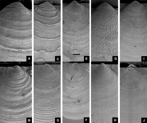 Figure 9.  Umbonal area of smooth or radially sculptured Pectinoidea. Left valve above. All at same magnification. Scale line (see Figure E) 250 µm. (A,B) Hyalopecten frigidus, BIOICE#3214, NE of Iceland, depth 3000–3003 m (SMNH 59237). (C,D) Cyclopecten hoskynsi, BIOICE#2268, off southwestern Iceland, depth 450 m (SMNH 55534). (E,F) Similipecten oskarssoni, BIOICE#2401, off southwestern Iceland, depth 520 m (SMNH 55525). (G,H) Similipecten greenlandicus, BIOICE#2047, off northeastern Iceland, depth 272 m (SMNH 55520). (I,J) Similipecten similis, BIOICE#2393, off southwestern Iceland, depth 291 m (SMNH 55515).