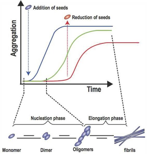 Figure 1. The two phases of Aβ aggregation: from monomers to fibrils, adapted from [Citation43]. We can expect to see a lag phase during the nucleation process followed by a phase of rapid growth (green curve). The addition of more oligomers (seeds) speeds up the process and induces faster aggregate formation (blue curve). In contrast, the lack of oligomers introduces lag time and slows down the aggregation process (red curve).