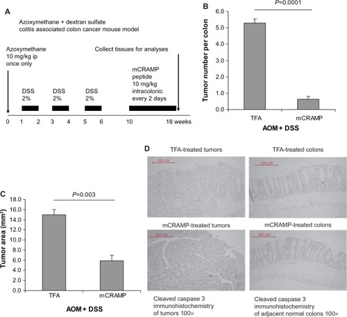 Figure 2 Cathelicidin peptide administration via enema inhibited colitis-associated colonic tumor development. (A) Experimental plan of colitis-associated colon cancer mouse model. (B) Tumor number per colon. (C) Average colonic tumor area. Mouse cathelicidin mCRAMP administration via enema significantly reduced colonic tumor number and colonic tumor size of mice treated with AOM and DSS. (D) TUNEL staining. Apoptotic cells should be stained with intense brown color. There was no apoptosis in colonic tumors and adjacent normal colonic tissues of the cathelicidin-treated and control groups.