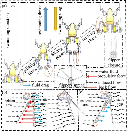 Figure 8. Changing state of water flow field during paddling with frog-like flippers:(a) flipper movement state;(b) changes in the water flow field during the propulsion phase;(c) changes in the water flow field during the recovery phase.