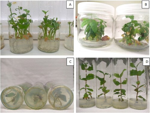 Figure 1. Micropropagation of P. guajava. Seed germination on MS medium (A), Shoot induction on BB full medium under 4 mg L−1 BA (B), Rooting (C) and Shoot growth (D) on BB full medium with 1.5 IBA + 0.5 NAA mg L−1.