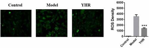 Figure 5. YHR attenuates the production of ROS in cardiomyocytes induced by OGD/R