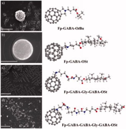 Figure 11. SEM images of the self-organized structures of (a) Fp-GABA-OtBu, (b) Fp-GABA-OSt and [60]fullerene peptidosteroid hybrids, (c) Fp-GABA-Gly-GABA-OSt and (d) Fp-GABA-GABA-Gly-GABA-OSt, upon evaporation from a 9:1 PhMe/MeOH mixture deposited on glass substrate at room temperature and their 3D-structures. Scale bars correspond to 5 μm. Reproduced with permission from Bjelaković MS et al.Citation29 Copyright (2014) Elsevier Ltd.