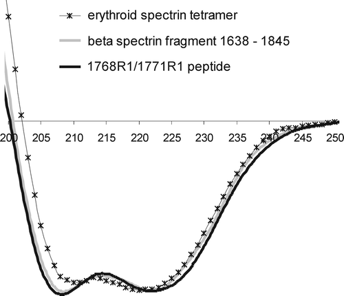 Figure 2.  The CD spectra of the erythroid spectrin tetramer, a β-spectrin-derived peptide comprising residues 1638-1845, and the spin-labeled peptide 1768R1/1771R1 which is representative for all the mutants prepared. All the spectra (measured at 20°C) were shown with the y-axis scale adjusted to match peak heights at 222 nm. The molar elipticity of the mutated peptides ranges from 19430 to 20700 [degrees cm2 dmol−1], which was comparable with the non-mutated template peptide. The molar elipticity for spectrin was 25929.