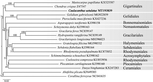 Figure 1. Maximum likelihood phylogram of the complete mitogenome of Caulacanthus okamurae (GenBank Accession MT193839) and related red algae. Numbers along branches are RaxML bootstrap supports based on 1000 replicates. The legend below represents the scale for nucleotide substitutions.