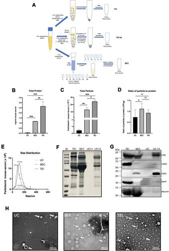 Figure 2 Systematically compare the separation efficiency of SEC, UC, and TEI. (A) Schematic overview of the experimental workflow. (B) total protein was determined by BCA (expressed as mg/mL originating serum; mean ± SD, n = 3). (C) the concentration of particles as detected by NTA (particles/mL originating serum; mean ± SD, n = 3). (D) the ratio of particle to protein for SEC, UC, and TEI. (E) size distribution of particles detected in C (representative for n = 3). The particle size at peak optimum is indicated. (F) samples were analyzed by SDS-PAGE followed by Bio-Safe Coomassie G-250. (G) the same samples were analyzed by Western blotting for the presence of the EV markers CD9, CD81, CD63, and the serum contaminant protein albumin and apolipoprotein marker apoA. The experiment shown is representative of 3 independent experiments. (F and G) SEC, TEI, and UC samples are all separated from equivalent volumes of 1mL originating serum, and the final volume is 100 μL. UCx3 samples were separated from 3mL originating serum, and the final volume is 100 μL. All samples were loaded on equal volumes for electrophoresis. (H) The whole amount of TEM images of particles collected by SEC, UC, or TEI. Examples of EV-like structures (cup-shaped) are indicated by white arrows. Scale bars are 500 nm. Data were used for comparative analysis and presented as columns with bars representing means ± SD. Marks: *p≤0.05; **p≤0.01; ***p≤0.001 and non-significant differences were indicated using ns symbol.