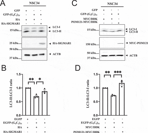 Figure 5. Overexpression of SIGMAR1/Sigma-1 receptor or POM121 in NSC-34 cells rescued (G4C2)31-RNA-repressed autophagy response. (A) Overexpression of HA-SIGMAR1 increased the autophagy marker LC3-II in EGFP-(G4C2)31-treated NSC34 cells. (B) Quantitative data from (A) are mean ± SEM; N = 3; one-way ANOVA followed by Tukey<apos;>s multiple comparisons test, p = 0.0027 and 0.0289 for HA/EGFP and HA-SIGMAR1/EGFP-(G4C2)31 vs HA/EGFP-(G4C2)31, respectively; *p < 0.05, **p < 0.01. Blots were washed 3 times for 10 min with TBST and developed by using the Azure Biosystem c600 Gel Imaging System. The band intensity was analyzed by Image Studio Lite (LiCor 5.2) according to the manufacturer<apos;>s manual. Note: Band intensities were normalized to that of ACTB/β-actin. (C) Overexpression of POM121-MYC/DDK increases LC3-II expression. (D) Quantitative data from (C) are mean ± SEM; N = 3; one-way ANOVA followed by Tukey<apos;>s multiple comparisons test, p = 0.0057 and p = 0.0005 for MYC/DDK/EGFP vs MYC/DDK/EGFP-(G4C2)31 and MYC/DDK/EGFP-(G4C2)31 vs POM121-MYC/DDK/EGFP-(G4C2)31, respectively; **p < 0.01, ***p < 0.001. Blots were washed 3 times for 10 min with TBST and developed by using the Azure Biosystem C600. The band intensity was analyzed by Image Studio Lite (LiCor 5.2) according to the manufacturer<apos;>s manual. Band intensities were normalized to that of ACTB/β-actin.