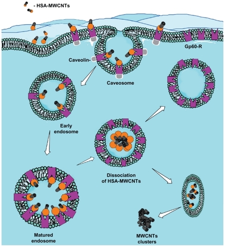 Figure 3 The proposed mechanism for albumin receptor mediated internalization of HSA-MWCNT inside HepG2 cells (schematic drawing). MWCNT internalization involves the selective uptake of HSA-MWCNT with the aid of albumin (GP60) receptors. This usually begins with the formation of caveolar invaginations on the plasma membrane surface. These pits are called caveosomes. The vesicles then transform into early endosomes. Matured (late) endosomes receive internalized material en route to lysosomes, usually from early endosomes in the endocytic pathway and most of the associated receptors circulate back to the cell membrane. Late endosomes mediate a final set of sorting events prior to delivery of material to lysosomes. Lysosomes are the last compartment of the endocytic pathway. The MWCNTs are released inside the cytoplasm forming clusters and HSA is digested by lysosomes.Abbreviations: Ab, antibody; HSA, human serum albumin; MWCNT, multiwalled carbon nanotube.