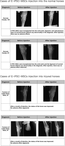Figure 7. E-iPSC-MSC injection cases.