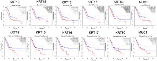 Figure 7 Survival analysis of 6 hub genes in PAAD performed by GEPIA. The results showed that KRT19, KRT16 and KRT17 were associated with the overall and disease-free survival rates in PAAD patients (P < 0.05).