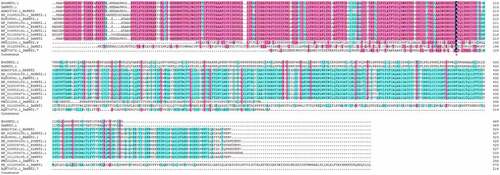 Figure 3. The alignment of the B46NRT2.1 amino acid sequence with NRT2.1 proteins from other species. (Sv: Setaria viridis; Si: Setaria italica; Pm: Panicum miliaceum; Ph: Panicum hallii; Os: Oryza sativa; Sb: Sorghum bicolor Me: Manihot esculenta;)