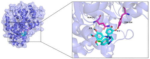 Figure 7. Molecular docking results of compound MY-1121 with tubulin (PDB: 1AS0). The hydrogen bond, ionic interactions, and hydrophobic interactions are depicted as yellow, magentas, and green dashed lines, respectively.